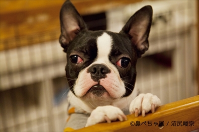 鼻ぺちゃ展