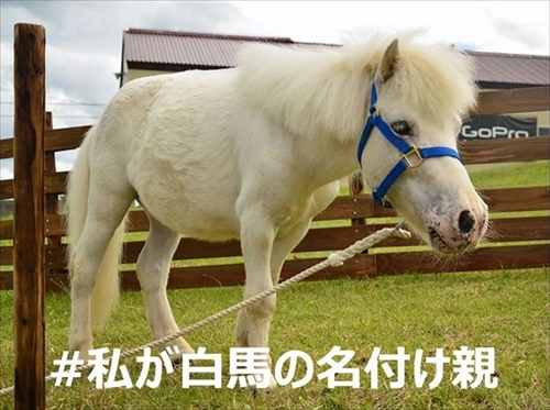白馬命名キャンペーン