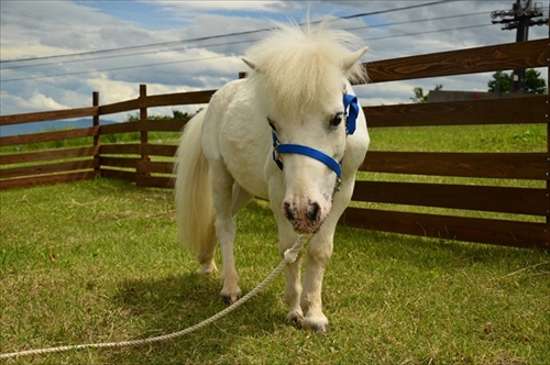 白馬命名キャンペーン