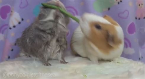 モルモット