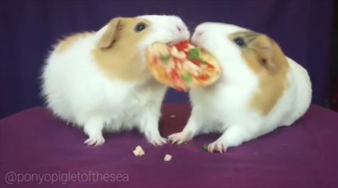 モルモット