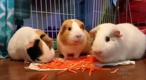 モルモット