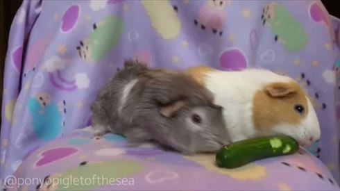 モルモット