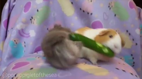 モルモット