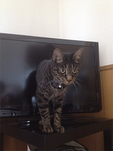 飼い主にベッタリする呪いを掛けにきた