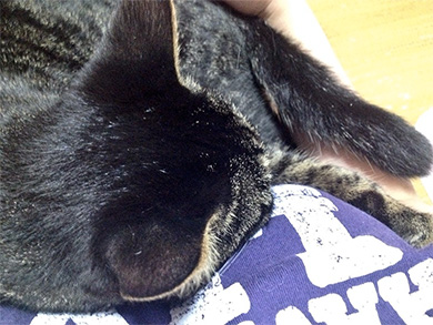 呪いをくらうニャ