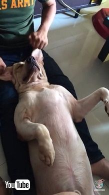 マッサージを受ける犬