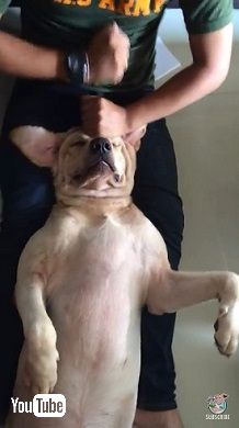 マッサージを受ける犬