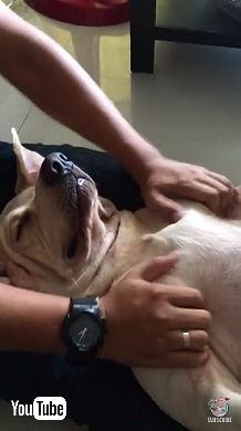 マッサージを受ける犬