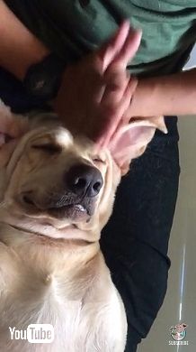 マッサージを受ける犬