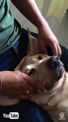 マッサージを受ける犬