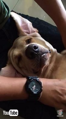 マッサージを受ける犬