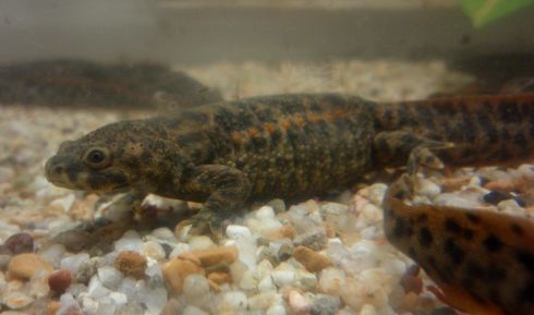 スペインイモリ