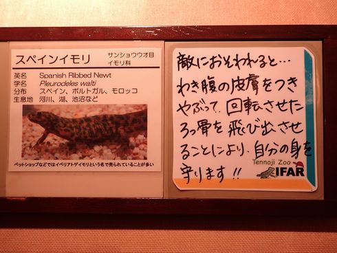 スペインイモリ