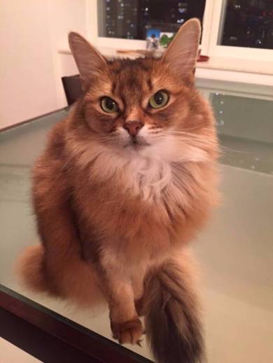 しまさとしさん