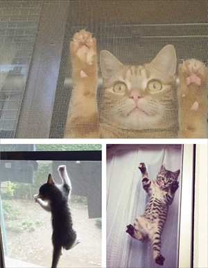 フェリシモ猫部・影ニャーシート