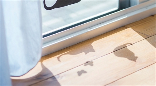 フェリシモ猫部・影ニャーシート