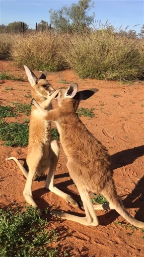カンガルー同士のケンカが勃発！？