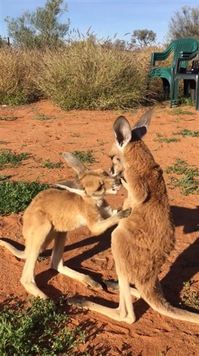カンガルー同士のケンカが勃発！？
