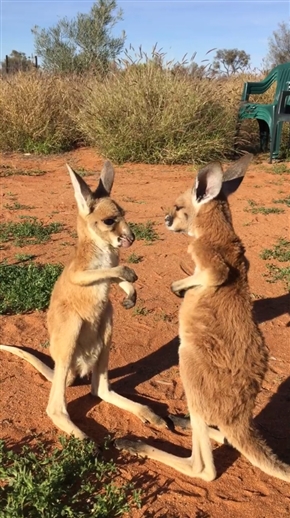 カンガルー同士のケンカが勃発！？
