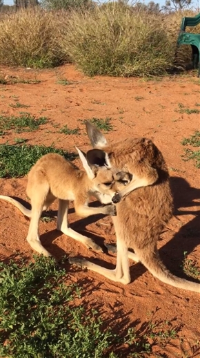 カンガルー同士のケンカが勃発！？
