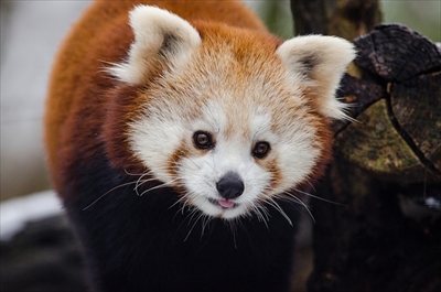 レッサーパンダ