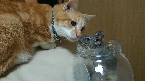 ねとらぼ生物部編集長