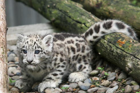 ユキヒョウ名前募集