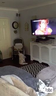 Wham! の曲にノリノリで踊る犬