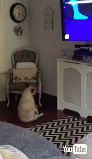 Wham! の曲にノリノリで踊る犬 