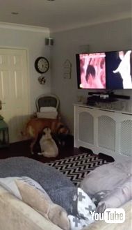 Wham! の曲にノリノリで踊る犬 