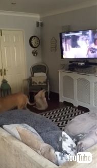 Wham! の曲にノリノリで踊る犬 