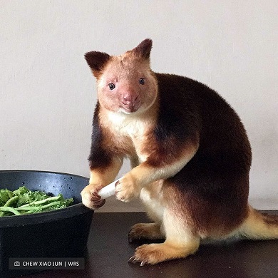 セスジキノボリカンガルー