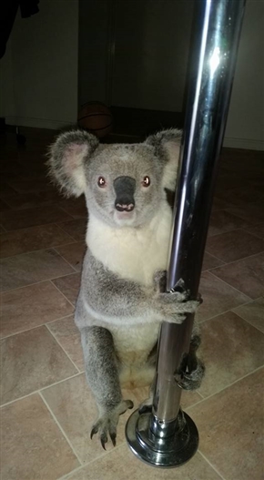 コアラがポールダンスでお出迎え