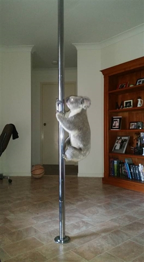 コアラがポールダンスでお出迎え