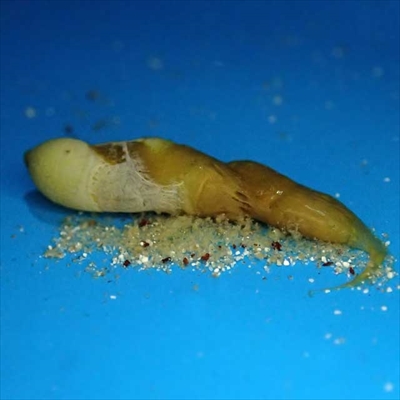 葛西臨海水族園メンダコ