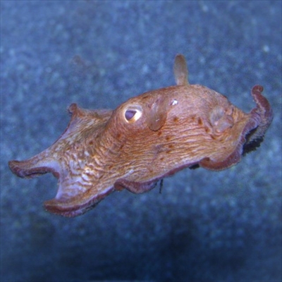 葛西臨海水族園メンダコ