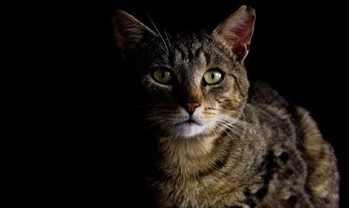 猫フラッシュ撮影失明