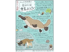 カモノハシら“ふしぎな生き物”の生態をまとめたイラスト図解が