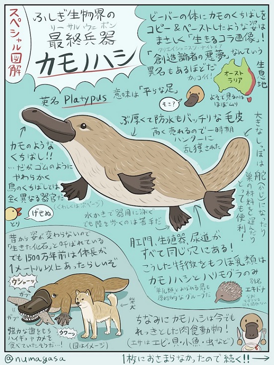 カモノハシくんはどこ? 生きものの分類学入門 ヨドバシ.com - カモノハシくんはどこ?―生きものの分類学入門