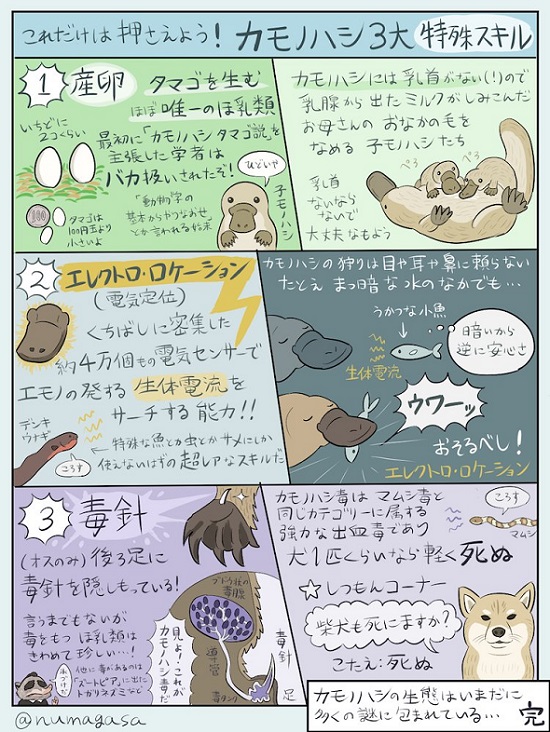 カモノハシくんはどこ?: 生きものの分類学入門 (福音館のかがく