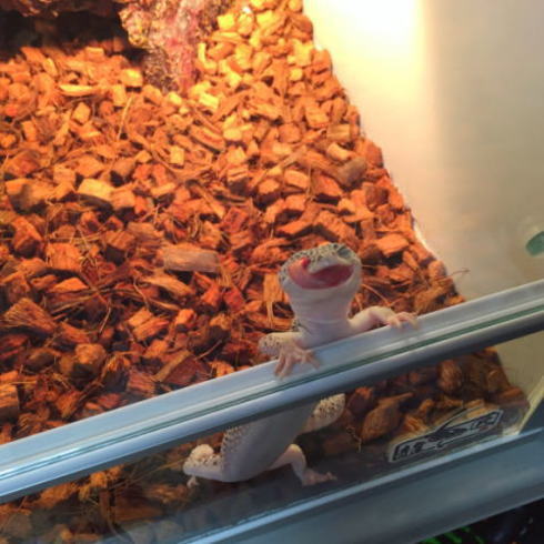 ヒョウモントカゲモドキ