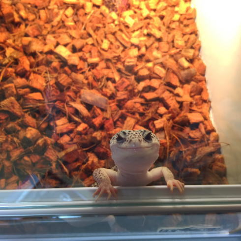 ヒョウモントカゲモドキ