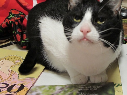 ねとらぼ生物部編集長