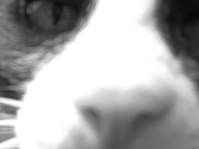 ねとらぼ生物部編集長