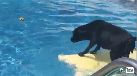犬