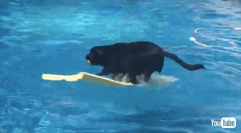 犬