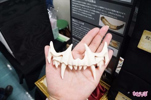 博物ふぇすてぃばる！