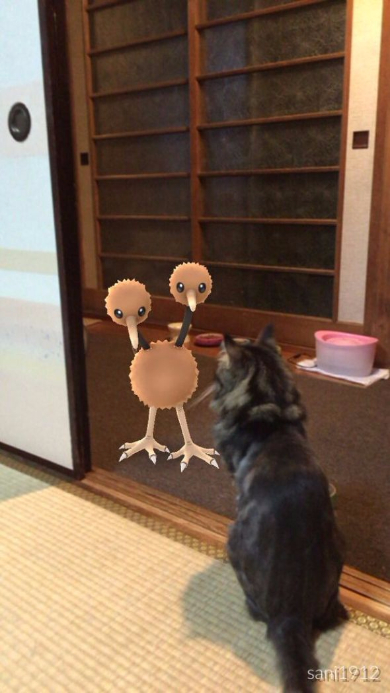 ポケモンGO 猫 見えてる ドードー
