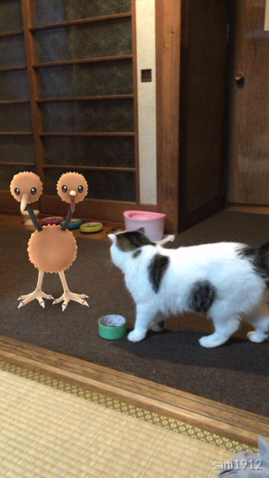 ポケモンGO 猫 見えてる ドードー